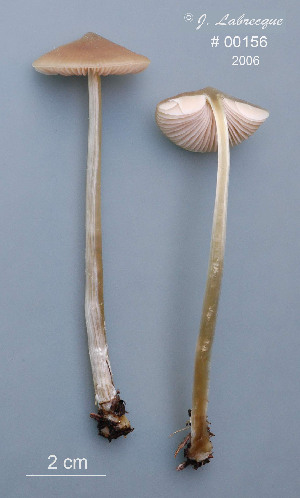  ( - MQ25a-CMMF008583)  @11 [ ] (bc-nc) (2006) Labrecque, J, CMMF