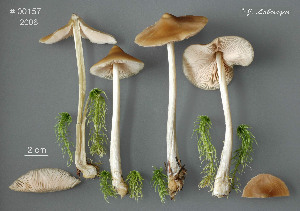  ( - MQ25a-CMMF008584)  @11 [ ] (bc-nc) (2006) Labrecque, J, CMMF