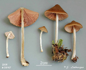  ( - MQ25a-CMMF008593)  @11 [ ] (bc-nc) (2006) Labrecque, J, CMMF