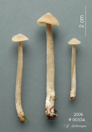  ( - MQ25a-CMMF008941)  @11 [ ] (bc-nc) (2006) Labrecque, J, CMMF