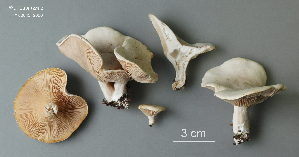  ( - MQ25a-CMMF009259)  @11 [ ] (bc-nc) (2006) Labrecque, J, CMMF