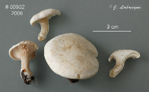  ( - MQ25a-CMMF009318)  @11 [ ] (bc-nc) (2006) Labrecque, J, CMMF