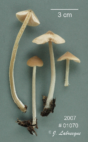  ( - MQ25a-CMMF009486)  @11 [ ] (bc-nc) (2007) Labrecque, J, CMMF