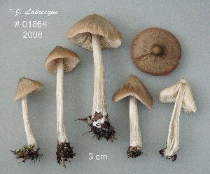  ( - MQ25a-CMMF010278)  @11 [ ] (bc-nc) (2008) Labrecque, J, CMMF