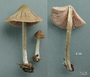  ( - MQ25a-CMMF010284)  @11 [ ] (bc-nc) (2008) Labrecque, J, CMMF