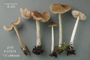  ( - MQ25a-CMMF010288)  @11 [ ] (bc-nc) (2008) Labrecque, J, CMMF