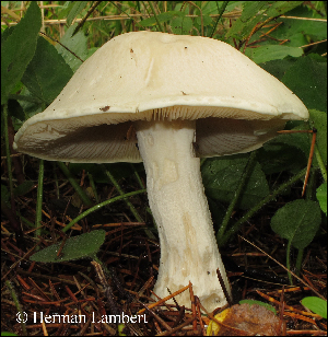  ( - MQ25-HL0884)  @11 [ ] Unspecified (default): All Rights Reserved (2010) Herman Lambert Unspecified