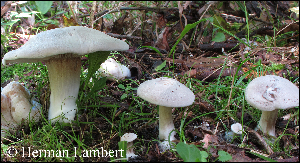  ( - MQ25-HL0901)  @11 [ ] Unspecified (default): All Rights Reserved (2010) Herman Lambert Unspecified