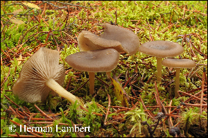  ( - MQ25-HL0947)  @11 [ ] Unspecified (default): All Rights Reserved (2010) Herman Lambert Unspecified