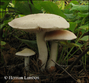  ( - MQ25-HL1111)  @11 [ ] Unspecified (default): All Rights Reserved (2011) Herman Lambert Unspecified