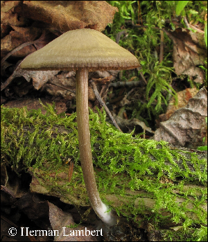  (Entoloma conicum - MQ25-HL1178)  @11 [ ] Unspecified (default): All Rights Reserved (2012) Herman Lambert Unspecified