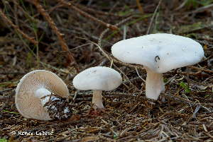  (Clitopilus prunulus - MQ25a-HRL1161)  @11 [ ] (bc-nc) (2012) Renee Lebeuf Unspecified