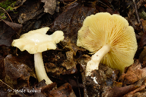  (Entoloma luridum - MQ24a-HRL2152)  @11 [ ] (bc-nc) (2015) Renee Lebeuf Unspecified