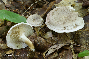  ( - MQ25a-HRL3243)  @11 [ ] (bc-nc) (2020) Renee Lebeuf Unspecified