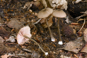  (Entoloma gracilipes - MQ24-HRL4201)  @11 [ ] by-nc (2023) Renee Lebeuf Unspecified