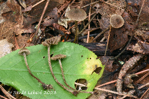  ( - MQ25a-HRL4239)  @11 [ ] (bc-nc) (2023) Renee Lebeuf Unspecified