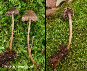  (Entoloma strigosissimum - MQ24a-HRL4541)  @11 [ ] (bc-nc) (2024) Renee Lebeuf Unspecified