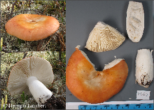  (Russula aff. paludosa - MQ23-HL1860)  @11 [ ] copyright (c) (2022) Herman Lambert Unspecified