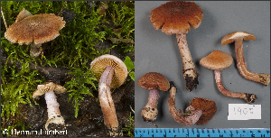  (Cortinarius venustus - MQ23-HL1902)  @11 [ ] copyright (c) (2022) Herman Lambert Unspecified