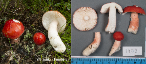  (Russula peckii - MQ23-HL1903)  @11 [ ] copyright (c) (2022) Herman Lambert Unspecified