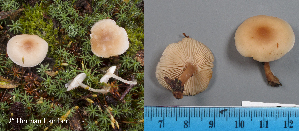  (Clitocybe sp - MQ23-HL1909)  @11 [ ] copyright (c) (2022) Herman Lambert Unspecified