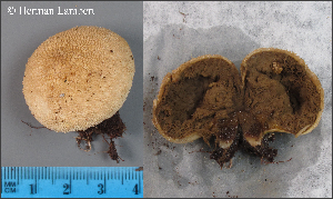  (Lycoperdon perlatum - MQ23-HL1927)  @11 [ ] copyright (c) (2022) Herman Lambert Unspecified