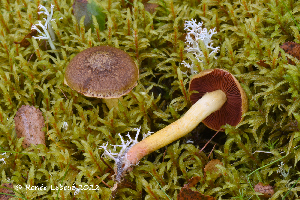  (Cortinarius tinctorum - MQ23-HRL3864)  @11 [ ] copyright © (2022) Renee Lebeuf Unspecified