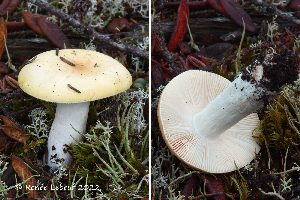  (Russula decolorans - MQ23-HRL3876)  @11 [ ] copyright © (2022) Renee Lebeuf Unspecified