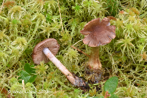  (Cortinarius harvardensis - MQ23-HRL3884)  @11 [ ] copyright © (2022) Renee Lebeuf Unspecified