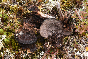  ( - MQ23-HRL3897)  @11 [ ] copyright © (2022) Renee Lebeuf Unspecified