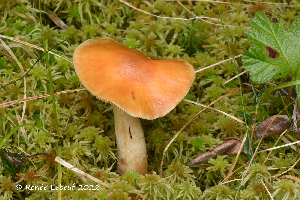  (Cortinarius collinitus - MQ23-HRL3898)  @11 [ ] copyright © (2022) Renee Lebeuf Unspecified