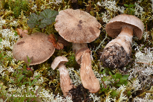  (Cortinarius suberi - MQ23-HRL3901)  @11 [ ] copyright © (2022) Renee Lebeuf Unspecified