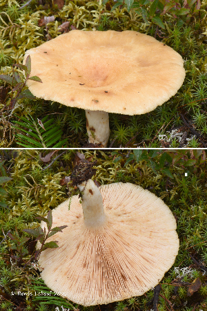  (Lactarius torminosus - MQ23-HRL3908)  @11 [ ] copyright © (2022) Renee Lebeuf Unspecified