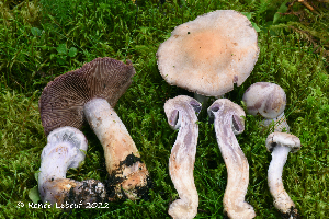  (Cortinarius camphoratus - MQ23-HRL3914)  @11 [ ] copyright © (2022) Renee Lebeuf Unspecified