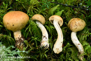  (Cortinarius subtortus - MQ23-HRL3918)  @11 [ ] copyright © (2022) Renee Lebeuf Unspecified