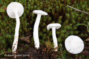  (Hygrophorus piceae - MQ23-HRL3923)  @11 [ ] copyright © (2022) Renee Lebeuf Unspecified
