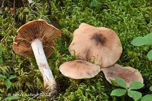  ( - MQ23-HRL3954)  @11 [ ] copyright © (2022) Renee Lebeuf Unspecified