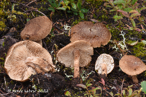  ( - MQ23-HRL3955)  @11 [ ] copyright © (2022) Renee Lebeuf Unspecified