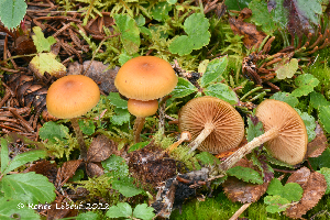  (Galerina marginata - MQ23-HRL3963)  @11 [ ] copyright © (2022) Renee Lebeuf Unspecified