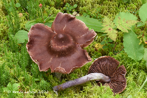  (Cortinarius evernius - MQ23-HRL3972)  @11 [ ] copyright © (2022) Renee Lebeuf Unspecified