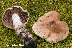  (Cortinarius sp - MQ23-HRL3973)  @11 [ ] copyright © (2022) Renee Lebeuf Unspecified