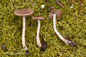  (Cortinarius latiodistributus - MQ23-HRL3978)  @11 [ ] copyright © (2022) Renee Lebeuf Unspecified