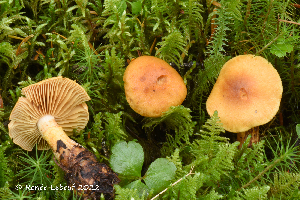  (Cortinarius infucatus - MQ23-HRL3981)  @11 [ ] copyright © (2022) Renee Lebeuf Unspecified