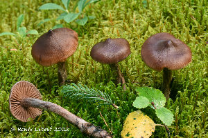  (Cortinarius glandicolor - MQ23-HRL3996)  @11 [ ] copyright © (2022) Renee Lebeuf Unspecified