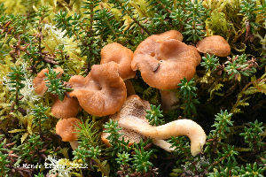  (Hydnum quebecense - MQ23-HRL3997)  @11 [ ] copyright © (2022) Renee Lebeuf Unspecified