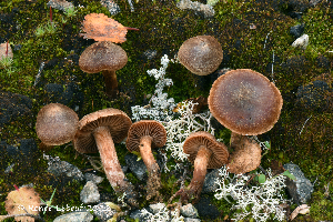  (Cortinarius semivestitus - MQ23-HRL4004)  @11 [ ] copyright © (2022) Renee Lebeuf Unspecified