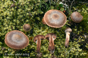  (Cortinarius semivestitus - MQ23-HRL4004)  @11 [ ] copyright © (2022) Renee Lebeuf Unspecified