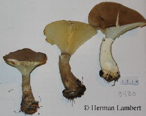  (Ampulloclitocybe - MQ22-HL0420-QFB35297)  @11 [ ] Copyright (2008) Herman Lambert Unspecified