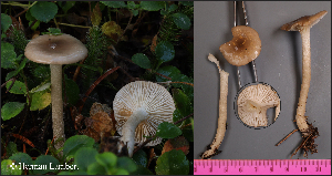  (Hygrophorus pustulatoides - MQ24-HL2060)  @11 [ ] bc-nc (2023) Herman Lambert Unspecified