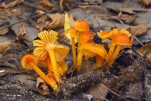  ( - MQ22-HRL1271)  @11 [ ] Copyright (2012) Renee Lebeuf Unspecified